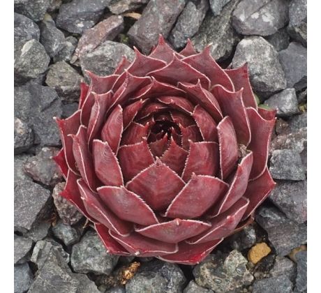 Sempervivum ORANGE FLUSH