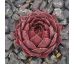 Sempervivum ORANGE FLUSH