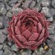 Sempervivum ORANGE FLUSH