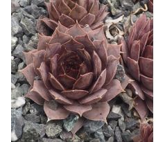 Sempervivum ORTENSIA
