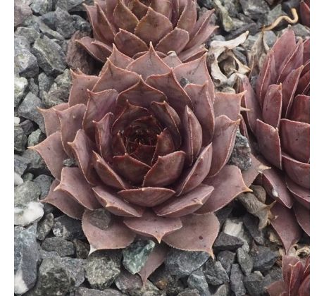 Sempervivum ORTENSIA