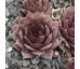 Sempervivum ORTENSIA