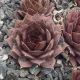 Sempervivum ORTENSIA