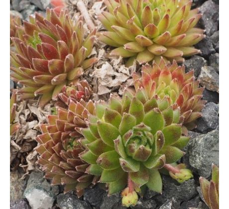 Sempervivum ORY