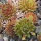 Sempervivum ORY