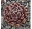Sempervivum OUVERTURE