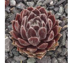Sempervivum OUVERTURE