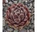 Sempervivum OUVERTURE