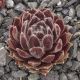 Sempervivum OUVERTURE