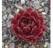 Sempervivum ROSE QUARTZ