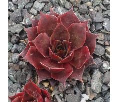 Sempervivum PACIFIC MAJESTY