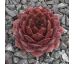 Sempervivum PACIFIC MAYFAIR IMP