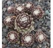 Sempervivum PACIFIC RIM