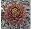 Sempervivum RED  FLUSH