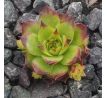 Sempervivum PFÄLZER GIGANT
