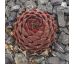 Sempervivum LENTEVUUR