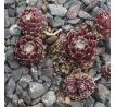 Sempervivum PFÄLZER TRÄUBCHEN