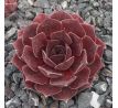 Sempervivum LYNN`S CHOICE