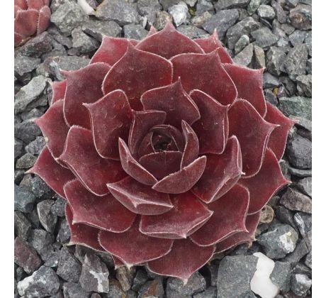 Sempervivum LYNN`S CHOICE