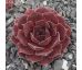 Sempervivum LYNN`S CHOICE