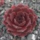 Sempervivum LYNN`S CHOICE