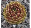 Sempervivum MAGIC SPELL