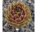Sempervivum MAGIC SPELL