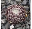 Sempervivum MAJESTIC