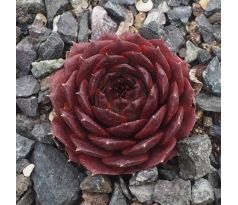 Sempervivum CHANTELL