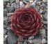 Sempervivum CHANTELL