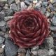 Sempervivum CHANTELL