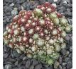 Sempervivum MANURO