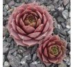 Sempervivum MARY ANN
