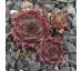 Sempervivum MAVIS