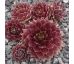 Sempervivum MAYFAIR