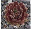 Sempervivum MEIKEMINNE
