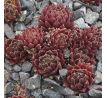 Sempervivum MELODIE