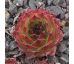 Sempervivum MERKUR