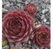 Sempervivum MERLIN