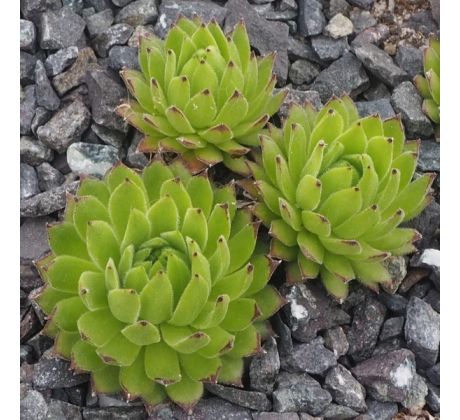Sempervivum MIDAS GREEN
