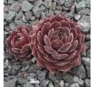 Sempervivum MIMI