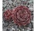Sempervivum MIMI