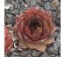 Sempervivum MISS PIGGY