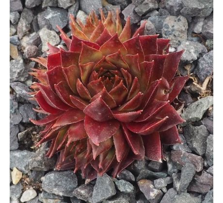 Sempervivum MONSTRANZ