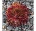Sempervivum MONSTRANZ