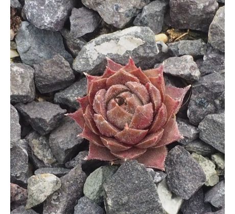 Sempervivum MONSTRUSK