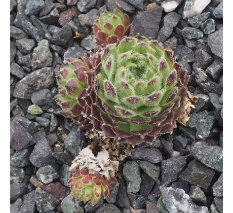Sempervivum MORGENTAU