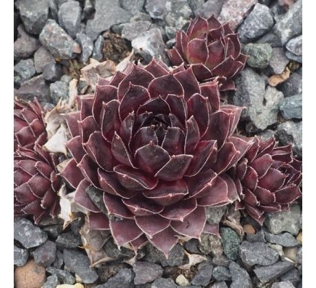 Sempervivum MORTIE