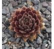 Sempervivum MYRTLE