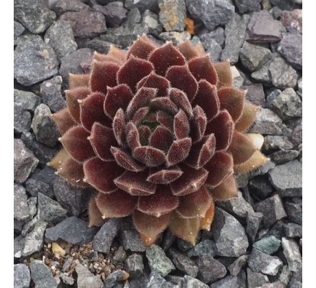 Sempervivum MYRTLE